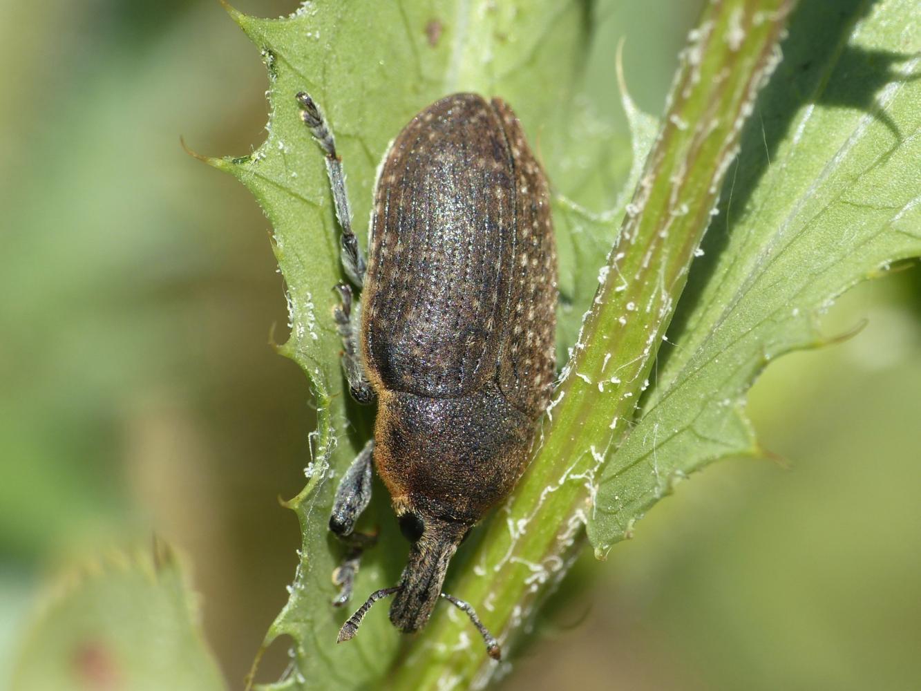 Il mistero dei Larinus di Tolfa: L. ochreatus e L. cynarae